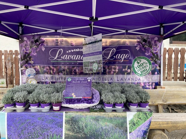 Lavanda del Lago a Cesana Torinese 2026
