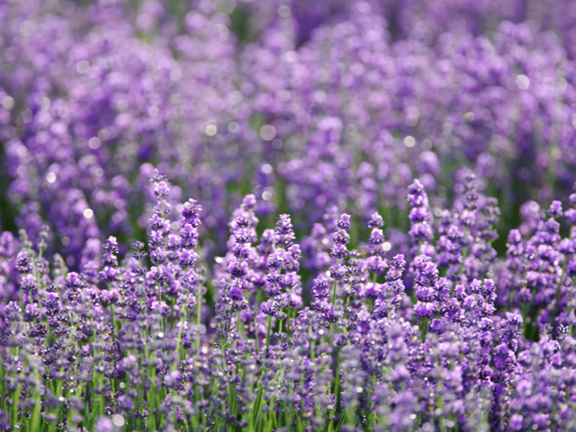 Festa della lavanda 2026