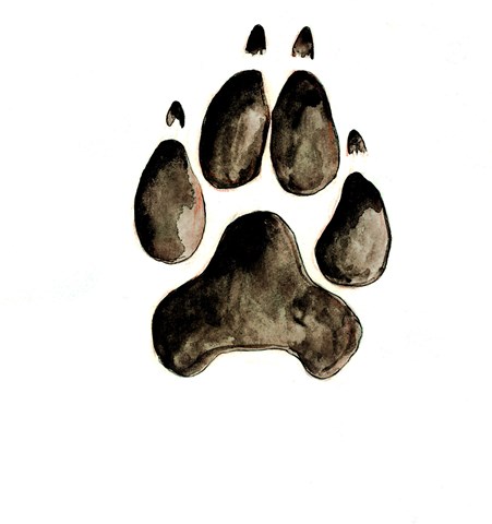 Lupi e quasi lupi