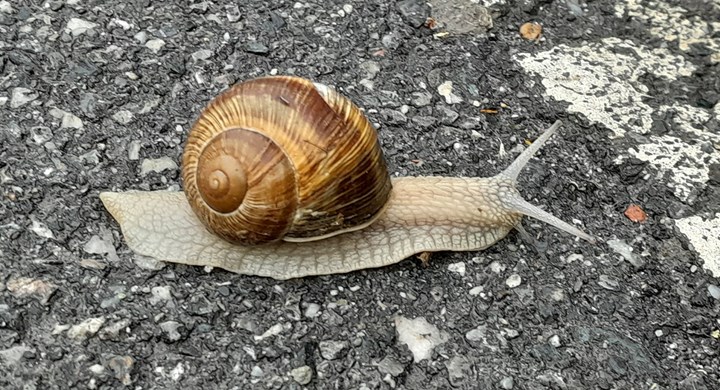 Chiocciola - Sandro Busi LA CHIOCCIOLA, UNA “LUMACA COL GUSCIO” UTILIZZATA IN GASTRONOMIA ED IN INFORMATICA