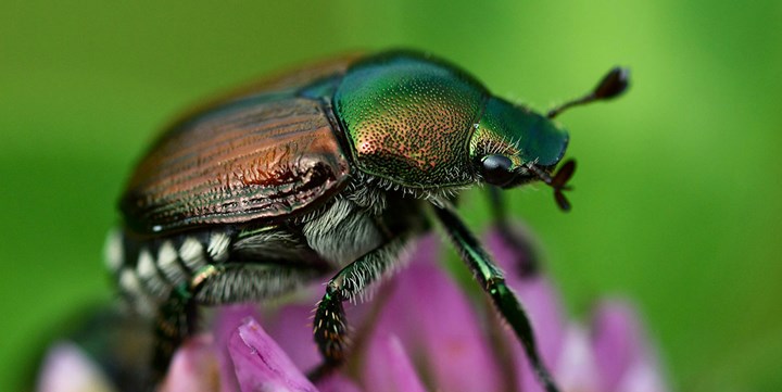 POPILLIA JAPONICA: UNA MINACCIA PER LE PIANTE CHE ARRIVA DAL GIAPPONE