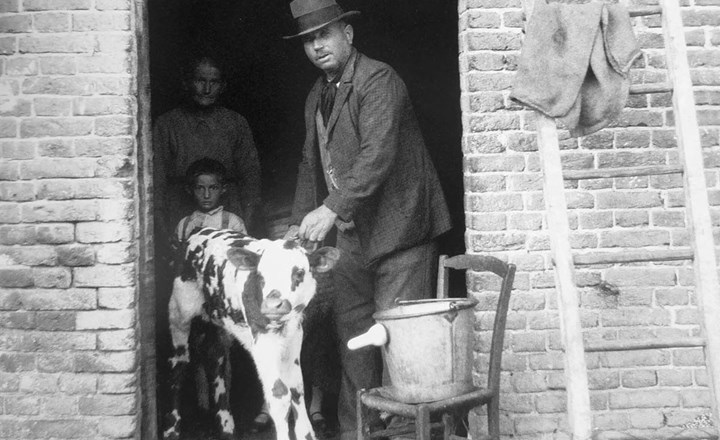 cover vendita vitello I MESTIERI DI UN TEMPO: I NEGOZIANTI DI FRUTTA E DI BESTIAME