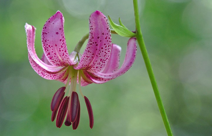 0 Giglio martagone Foto di DerWeg da Pixabay 0 Giglio martagone Foto di DerWeg da Pixabay.jpeg