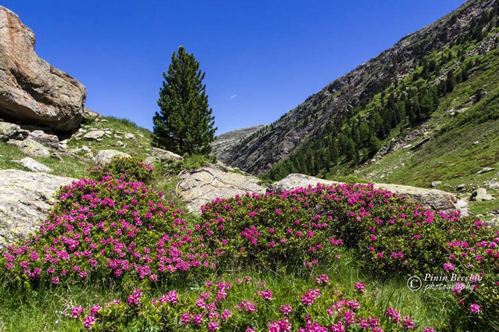 Rododendri in alta valle - Giuseppe Pinin Becchio.jpg