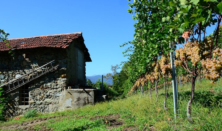 Dal Baratuciat al Passito