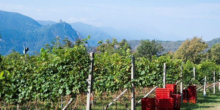 DOC Valsusa: dal 1997 una produzione sempre più di qualità