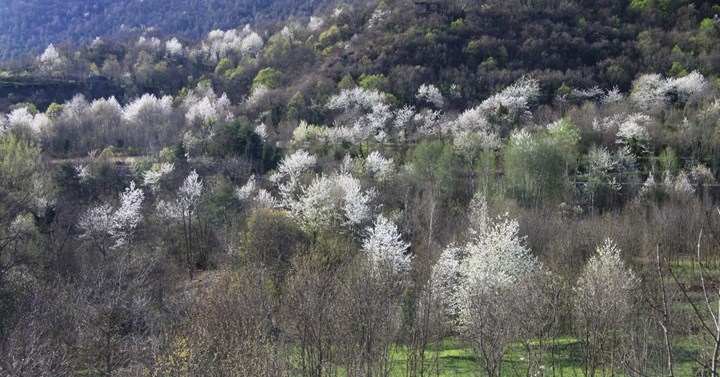 3-31 La collina dei ciliegi, mattie - Carlo Ravetto.jpg