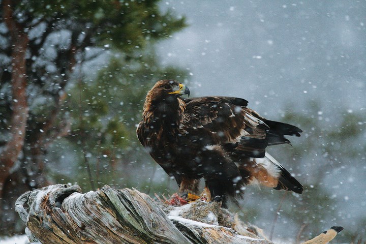 Aquila su capriolo e neve al Frais - Luca Giunti.jpg