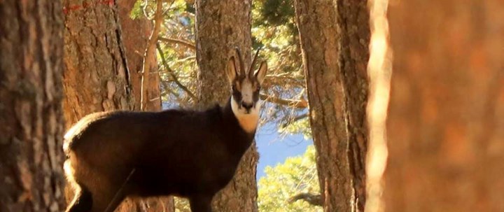 Il camoscio, animale montanaro che ama le pareti rocciose