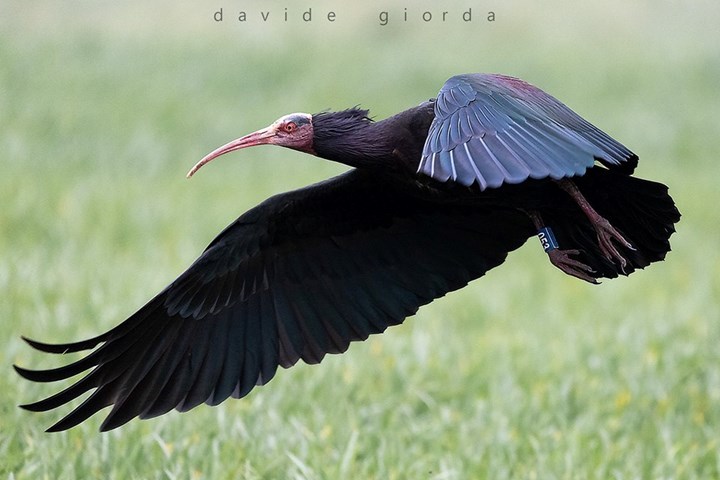 Ibis Eremita 2 - Davide Giorda.jpg