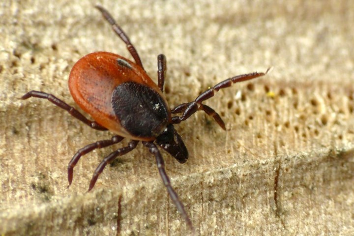 Ixodes_ricinus_wwalas.jpg