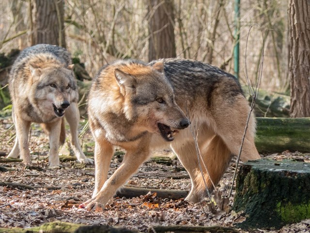 due lupi pixabay.jpg