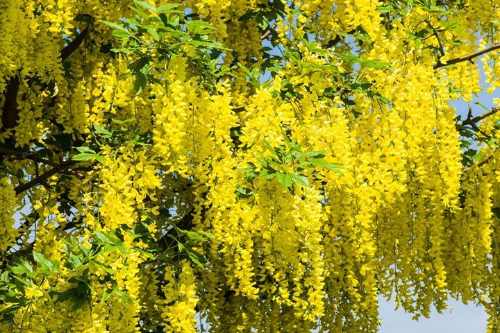 laburnum-2400506_960_720.jpg