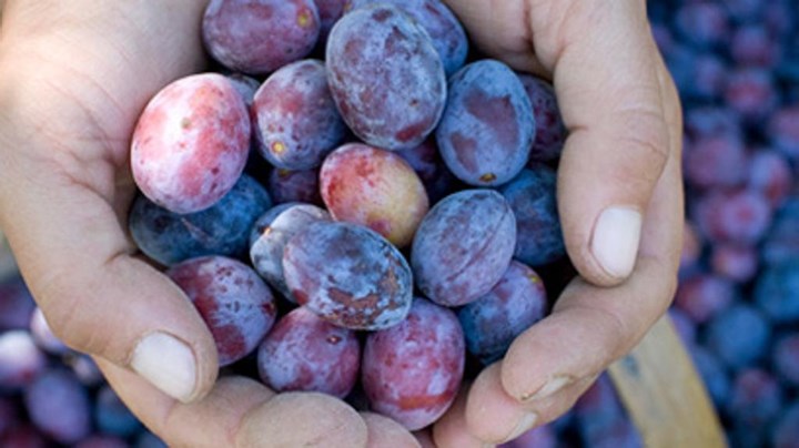 ramasin da la stampa ramasin da la stampa.jpg