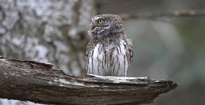 La civetta nana, piccola ma vorace predatrice notturna