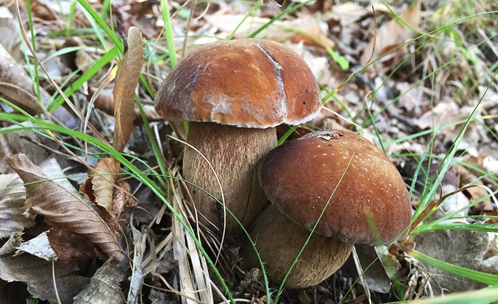 Funghi.jpg
