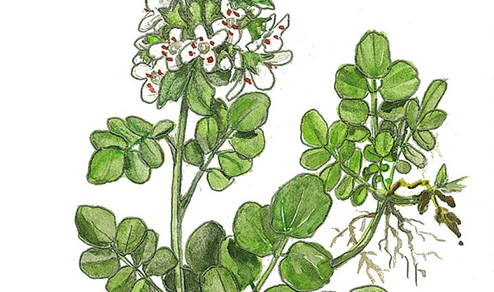 CRESCIONE cover CRESCIONE cover.jpg