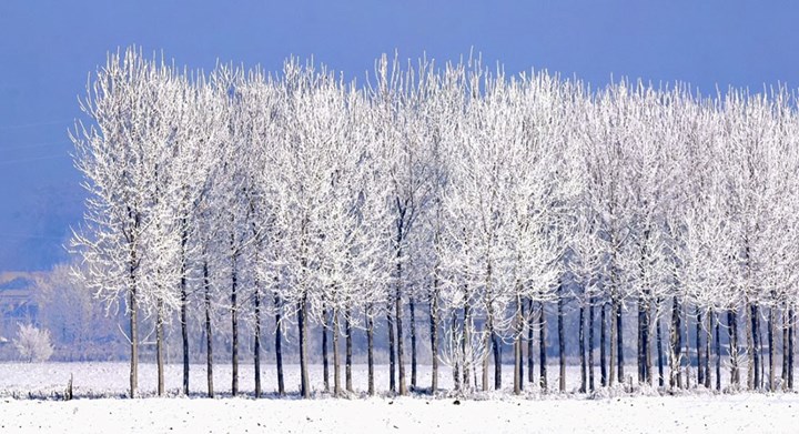 Galaverna 1bis - Elio Pallard Galaverna 1bis - Elio Pallard.jpg