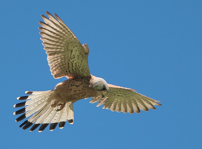 Gheppio osserva il suolo alla ricerca di cavallette di cui si nutre Gheppio osserva il suolo alla ricerca di cavallette di cui si nutre.jpeg