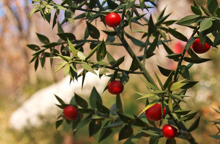 Ruscus_aculeatus3.jpg