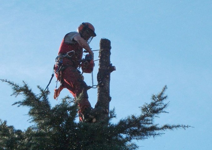 Tree climbing2.jpg
