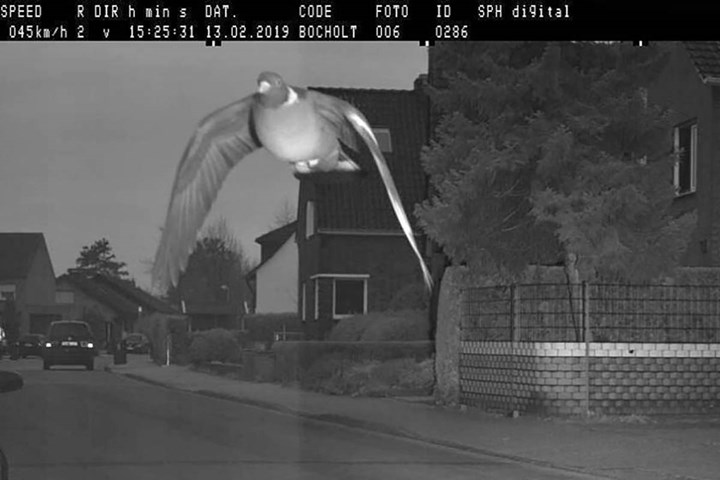 piccione_autovelox piccione_autovelox.jpg