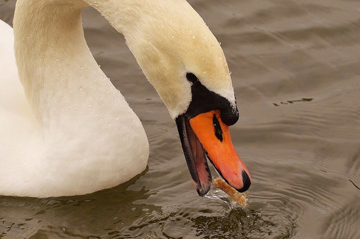 Cigno pane Cigno pane.jpg