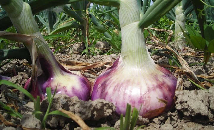 La cipolla dei benedettini è tornata in Valle di Susa