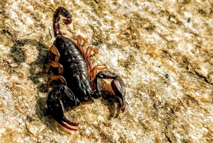 Scorpione Scorpione.jpg