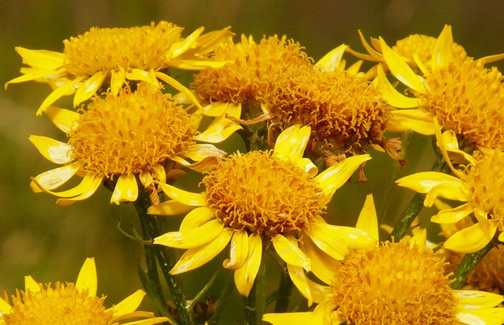 arnica-Foto di Hans Braxmeier da Pixabay  arnica-Foto di Hans Braxmeier da Pixabay .jpg