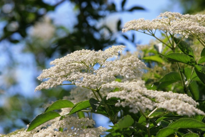 Sambucus_nigra_2004_c.jpg