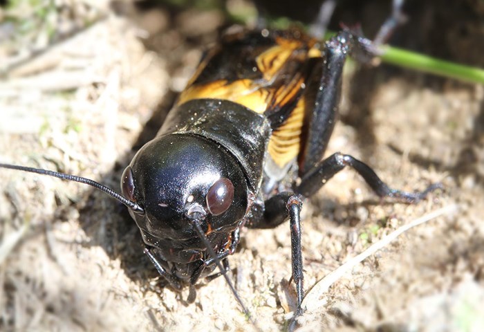 Grillo pinne gialle Grillo pinne gialle.jpg