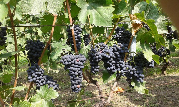 vigne Avanà.jpg
