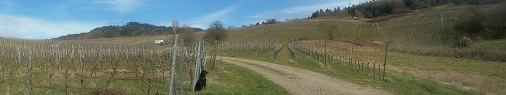 1650 panorama.jpg