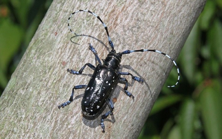 Anoplophora-glabripennis.jpg