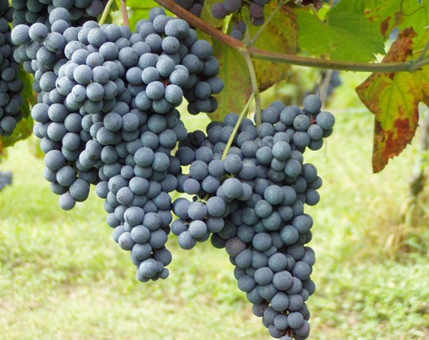 nebbiolo uva nebbiolo uva.jpg