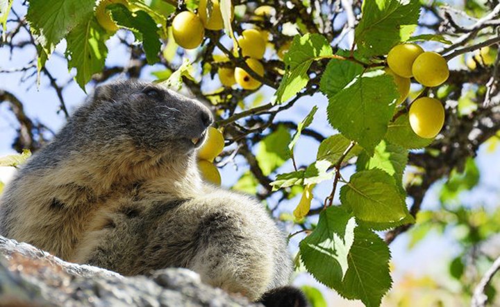 Olio di marmotta.jpg