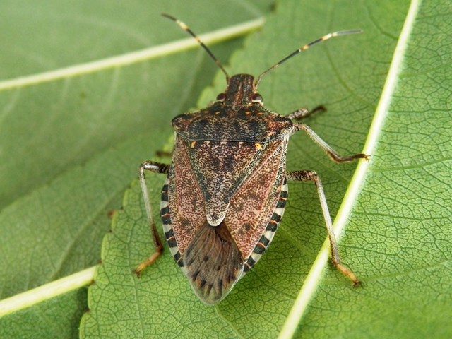cimice0.jpg
