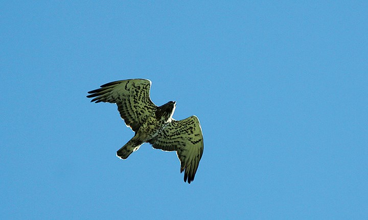 Biancone Biancone.jpg