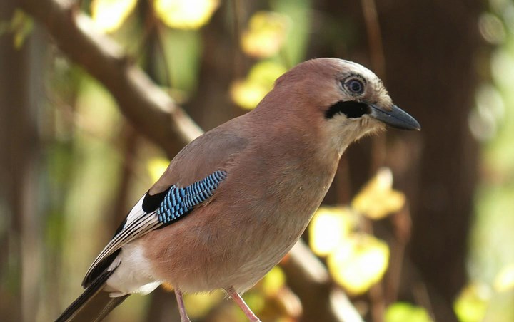 Ghiandaia - Anna Gelmetti-1 La ghiandaia (il “giacu”), uccello dagli splendidi colori e dalla grande memoria