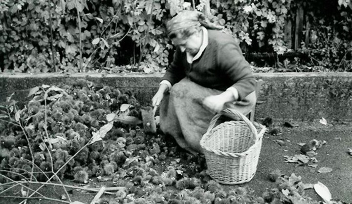 castagne-ricci-1 L'importanza della castagna nell'alimentazione e le tecniche tradizionali di raccolta