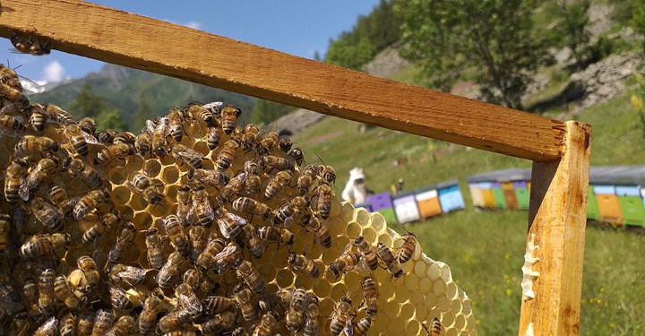 1920 ALTA MONTAGNA 1920 ALTA MONTAGNA.jpg