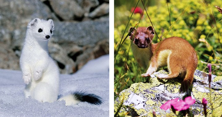 Ermellino cover Ermellino cover.jpg