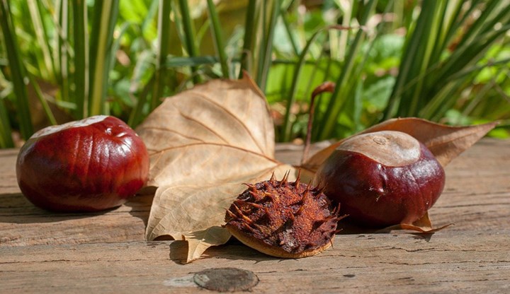 castagne d'india-Foto di Franck Barske da Pixabay.jpg