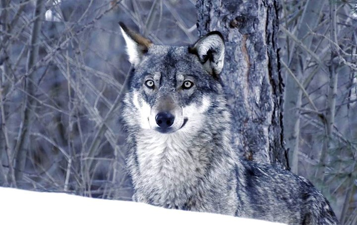 11-07 Nei dintorni di Bardonecchia - Stella Faure_0 11-07 Nei dintorni di Bardonecchia - Stella Faure_0.jpg