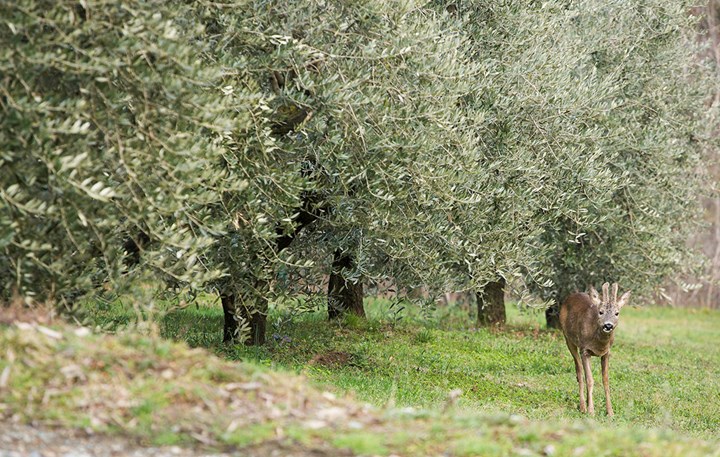 1200 olivi capriolo Bosio.jpg