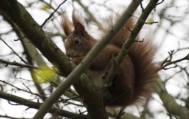 scoiattolo rosso cover 2 scoiattolo rosso cover 2.jpg