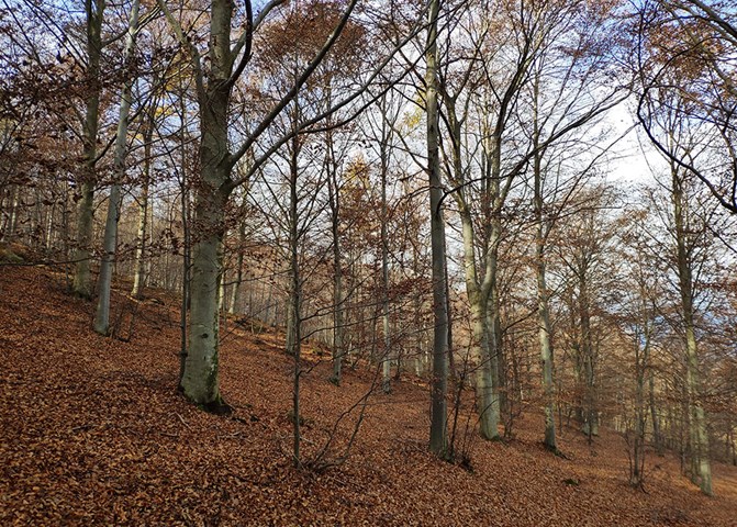 Faggeta in autunno.jpg