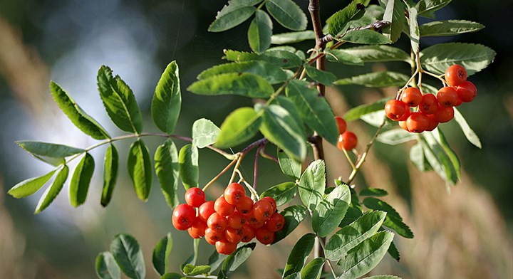 mountain-ash-Foto da Pixabay.jpg