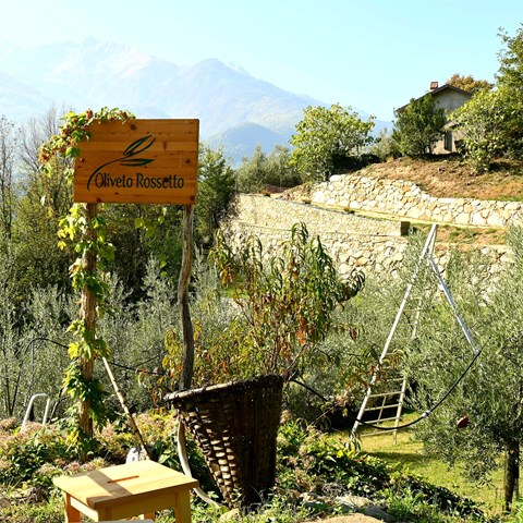 Trekking e degustazione olio extravergine di oliva 